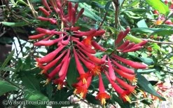 Major Wheeler Red Trumpet Honeysuckle - 3 Gallon Pot -Shrub Plant Shop Honeysuckle Major Wheeler 37