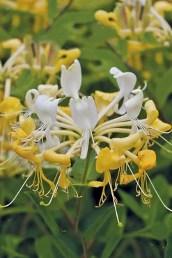 Scentsation Fragrant Yellow Honeysuckle - Lonicera Periclymenum - 3 Gallon Pot -Shrub Plant Shop Honeysuckle Scentsation 1