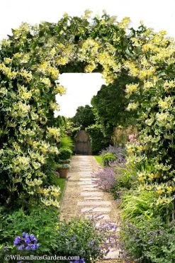 Scentsation Fragrant Yellow Honeysuckle - Lonicera Periclymenum - 3 Gallon Pot -Shrub Plant Shop Honeysuckle Scentsation 10