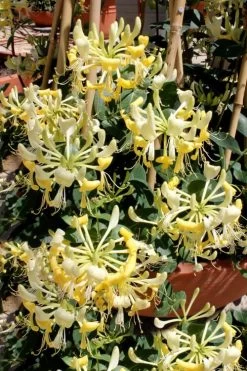 Scentsation Fragrant Yellow Honeysuckle - Lonicera Periclymenum - 3 Gallon Pot -Shrub Plant Shop Honeysuckle Scentsation 2