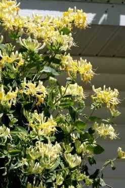 Scentsation Fragrant Yellow Honeysuckle - Lonicera Periclymenum - 3 Gallon Pot -Shrub Plant Shop Honeysuckle Scentsation 3