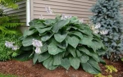 Empress Wu Giant Hosta Lily - 2 Gallon Pot -Shrub Plant Shop Hosta Empress Wu 20