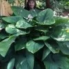 Empress Wu Giant Hosta Lily - 2 Gallon Pot