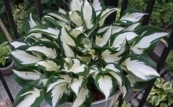 Fire & Ice Hosta Lily - 6 Pack Of 1 Gallon Pots -Shrub Plant Shop Hosta Fire And Ice