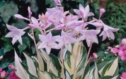 Fire & Ice Hosta Lily - 6 Pack Of 1 Gallon Pots -Shrub Plant Shop Hosta Fire And Ice Flowers