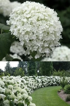 Annabelle Hydrangea - 3 Gallon Pot 12 Annabelle Hydrangea - 3 Gallon Pot -Shrub Plant Shop Hydrangea Annabelle 1 500x750 1