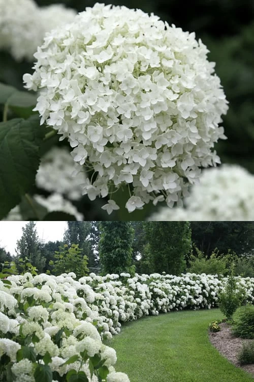 Annabelle Hydrangea - 3 Gallon Pot 4 Annabelle Hydrangea - 3 Gallon Pot - Image 4
