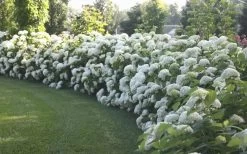 Annabelle Hydrangea - 3 Gallon Pot 13 Annabelle Hydrangea - 3 Gallon Pot -Shrub Plant Shop Hydrangea Annabelle Hedge 1