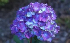 Bloomstruck Endless Summer Hydrangea - 2 Gallon Pot -Shrub Plant Shop Hydrangea Bloomstruck Bloom