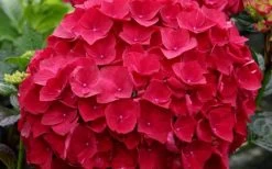 Cardinal Red Hydrangea - 6 Pack Of 1 Gallon Pots -Shrub Plant Shop Hydrangea Cardinal