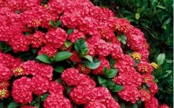 Cardinal Red Hydrangea - 6 Pack Of 1 Gallon Pots -Shrub Plant Shop Hydrangea Cardinal Shrub In Bloom