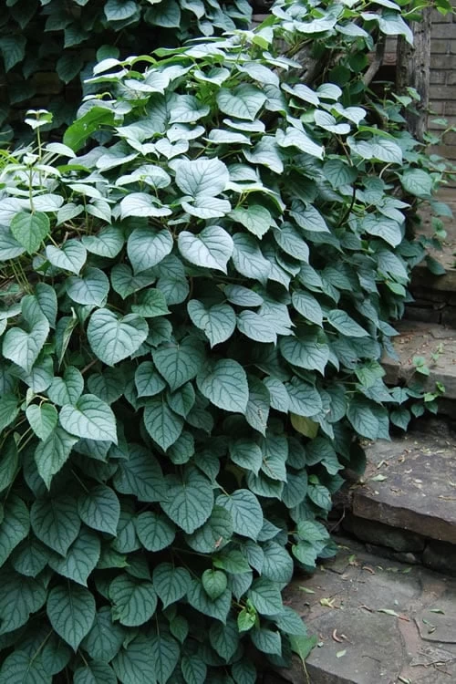 Moonlight Climbing Hydrangea - 2 Gallon Pot 7 Moonlight Climbing Hydrangea - 2 Gallon Pot - Image 7