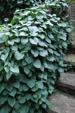 Moonlight Climbing Hydrangea - 1 Gallon Pot -Shrub Plant Shop Hydrangea Climbing Moonlight 2