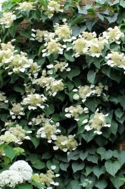 Moonlight Climbing Hydrangea - 5 Gallon Pot -Shrub Plant Shop Hydrangea Climbing Moonlight 3 1