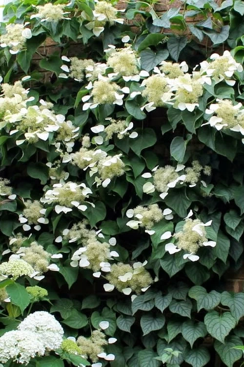 Moonlight Climbing Hydrangea - 2 Gallon Pot 8 Moonlight Climbing Hydrangea - 2 Gallon Pot - Image 8