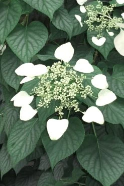 Moonlight Climbing Hydrangea - 1 Gallon Pot -Shrub Plant Shop Hydrangea Climbing Moonlight 5