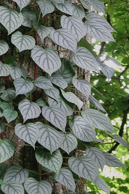Moonlight Climbing Hydrangea - 2 Gallon Pot 11 Moonlight Climbing Hydrangea - 2 Gallon Pot - Image 11