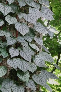 Moonlight Climbing Hydrangea - 1 Gallon Pot -Shrub Plant Shop Hydrangea Climbing Moonlight 6