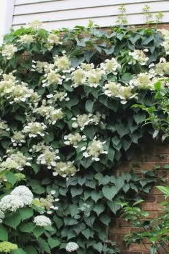 Moonlight Climbing Hydrangea - 5 Gallon Pot