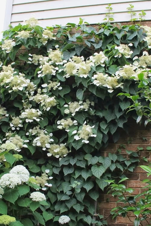 Moonlight Climbing Hydrangea - 2 Gallon Pot 1 Moonlight Climbing Hydrangea - 2 Gallon Pot