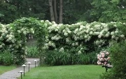 Moonlight Climbing Hydrangea - 2 Gallon Pot 20 Moonlight Climbing Hydrangea - 2 Gallon Pot -Shrub Plant Shop Hydrangea Climbing Petiolaris 16 2