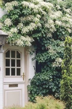 Moonlight Climbing Hydrangea - 1 Gallon Pot -Shrub Plant Shop Hydrangea Climbing Petiolaris 17