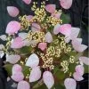 Pink Climbing Hydrangea - Schizophragma Hydrangeoides`Roseum' - 2 Gallon Pot