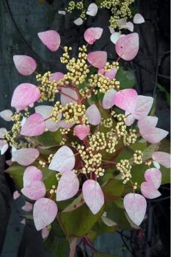 Pink Climbing Hydrangea - Schizophragma Hydrangeoides`Roseum' - 2 Gallon Pot