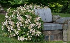 Pink Climbing Hydrangea - Schizophragma Hydrangeoides`Roseum' - 2 Gallon Pot -Shrub Plant Shop Hydrangea Climbing Pink 14