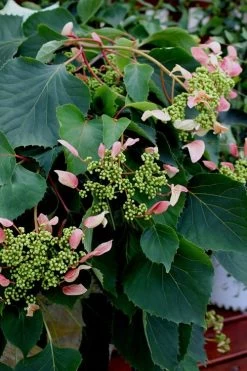 Rose Sensation Pink Climbing Hydrangea Vine - 3 Gallon Pot -Shrub Plant Shop Hydrangea Climbing Rose Sensation 2