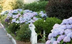 Dear Dolores Hydrangea - 3 Gallon Pot 13 Dear Dolores Hydrangea - 3 Gallon Pot -Shrub Plant Shop Hydrangea Dear Dolores Garden Planting 1