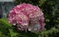 Dear Dolores Hydrangea - 1 Gallon Pot -Shrub Plant Shop Hydrangea Dear Dolores Pink