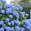 Endless Summer Hydrangea Original - 3 Gallon Pot