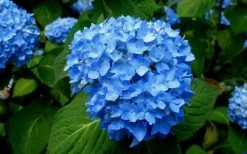 Endless Summer Hydrangea Original - 2 Gallon Pot -Shrub Plant Shop Hydrangea Endless Summer Closeup 1