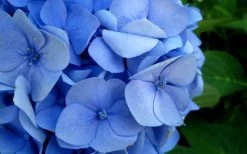 Endless Summer Hydrangea Original - 3 Gallon Pot -Shrub Plant Shop Hydrangea Endless Summer Closeup 2