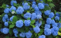 Endless Summer Hydrangea Original - 2 Gallon Pot -Shrub Plant Shop Hydrangea Endless Summer Closeup 3 1