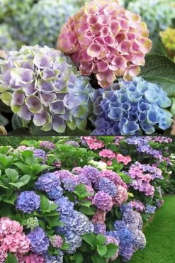 Everlasting Revolution Hydrangea - 1 Gallon Pot -Shrub Plant Shop Hydrangea Everlasting Revolution 2
