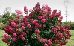 Fire Light Hydrangea - Single Trunk Topiary Tree - 5 Gallon Pot 10 Fire Light Hydrangea - Single Trunk Topiary Tree - 5 Gallon Pot -Shrub Plant Shop Hydrangea Fire Light 1