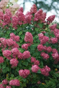 Fire Light Hydrangea - Single Trunk Topiary Tree - 5 Gallon Pot 9 Fire Light Hydrangea - Single Trunk Topiary Tree - 5 Gallon Pot -Shrub Plant Shop Hydrangea Fire Light 2