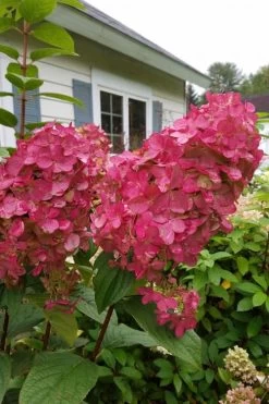 Fire Light Hydrangea - Single Trunk Topiary Tree - 5 Gallon Pot 11 Fire Light Hydrangea - Single Trunk Topiary Tree - 5 Gallon Pot -Shrub Plant Shop Hydrangea Fire Light 3
