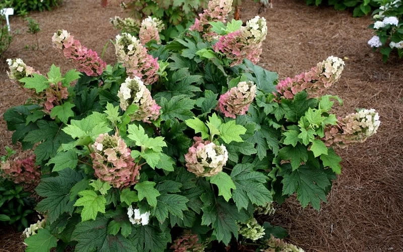 Jetstream Oakleaf Hydrangea - 3 Gallon Pot 4 Jetstream Oakleaf Hydrangea - 3 Gallon Pot - Image 4