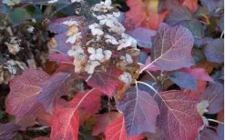 Jetstream Oakleaf Hydrangea - 3 Gallon Pot 9 Jetstream Oakleaf Hydrangea - 3 Gallon Pot -Shrub Plant Shop Hydrangea Jetstream 6