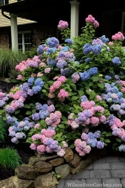 L.A. Dreamin' Hydrangea - 2 Gallon Pot -Shrub Plant Shop Hydrangea LA Dreamin 5