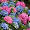L.A. Dreamin' Hydrangea - 2 Gallon Pot