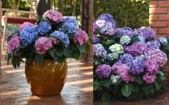 L.A. Dreamin' Hydrangea - 2 Gallon Pot -Shrub Plant Shop Hydrangea LA Dreamin Blooms 2