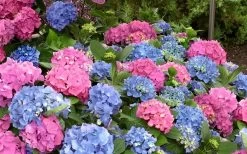 L.A. Dreamin' Hydrangea - 2 Gallon Pot -Shrub Plant Shop Hydrangea LA Dreamin Blooms