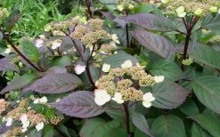 Lady In Red Hydrangea - 3 Gallon Pot 11 Lady In Red Hydrangea - 3 Gallon Pot -Shrub Plant Shop Hydrangea Lady In Red Budded