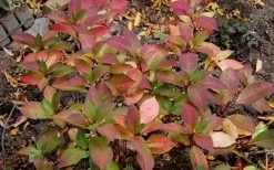 Lady In Red Hydrangea - 3 Gallon Pot 13 Lady In Red Hydrangea - 3 Gallon Pot -Shrub Plant Shop Hydrangea Lady In Red Fall Foliage Leaf Color