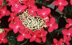 Lady In Red Hydrangea - 3 Gallon Pot 10 Lady In Red Hydrangea - 3 Gallon Pot -Shrub Plant Shop Hydrangea Lady In Red Flower Closeup