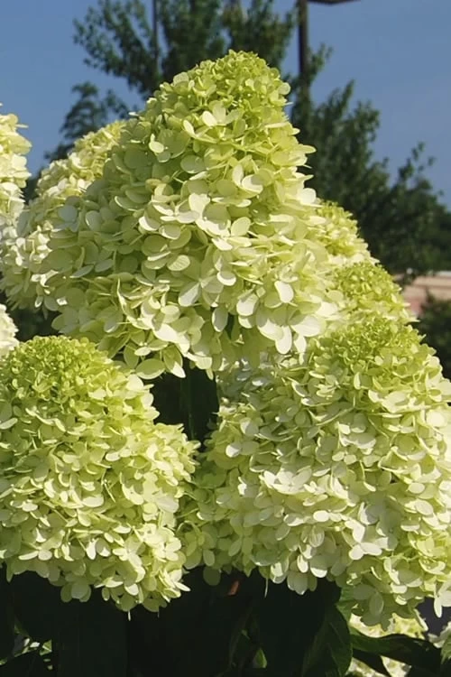 Limelight PeeGee Hydrangea - 7 Gallon Pot (3-4') 7 Limelight PeeGee Hydrangea - 7 Gallon Pot (3-4') - Image 7